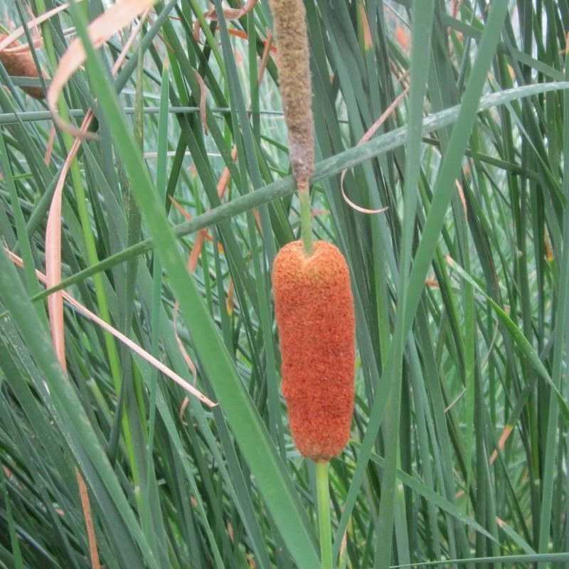 Anglo Aquatics Typha Gracilis 9cm 3 Pack