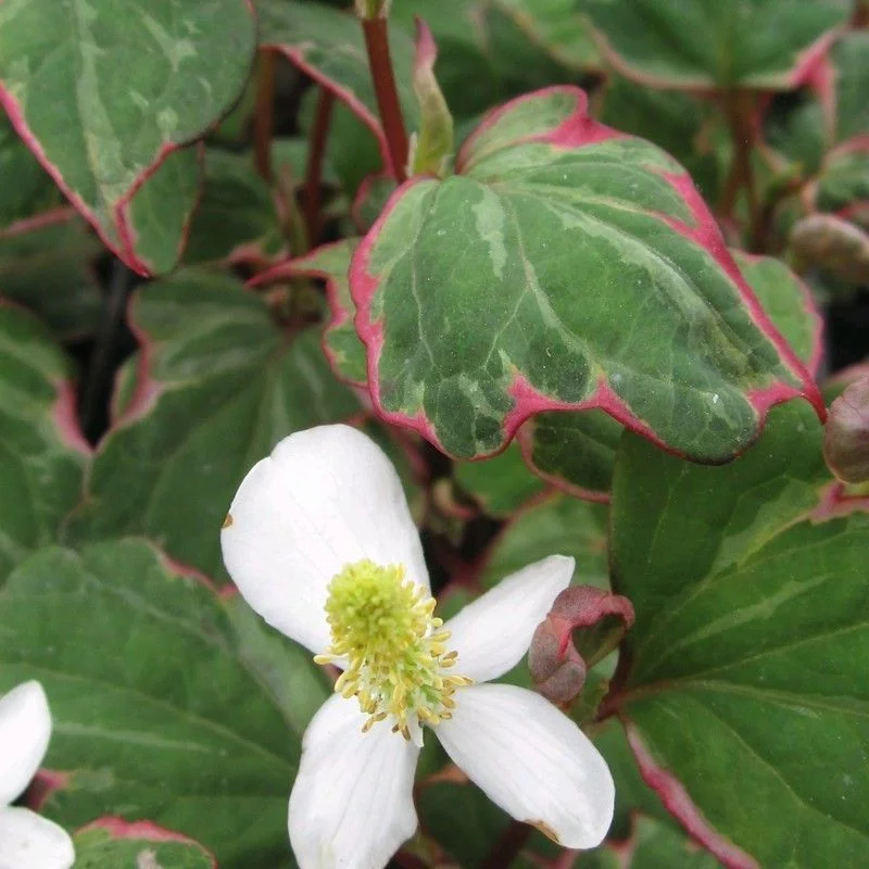 Anglo Aquatics Houttuynia Cordata 'Boo Boo' 1 Litre 3 Pack