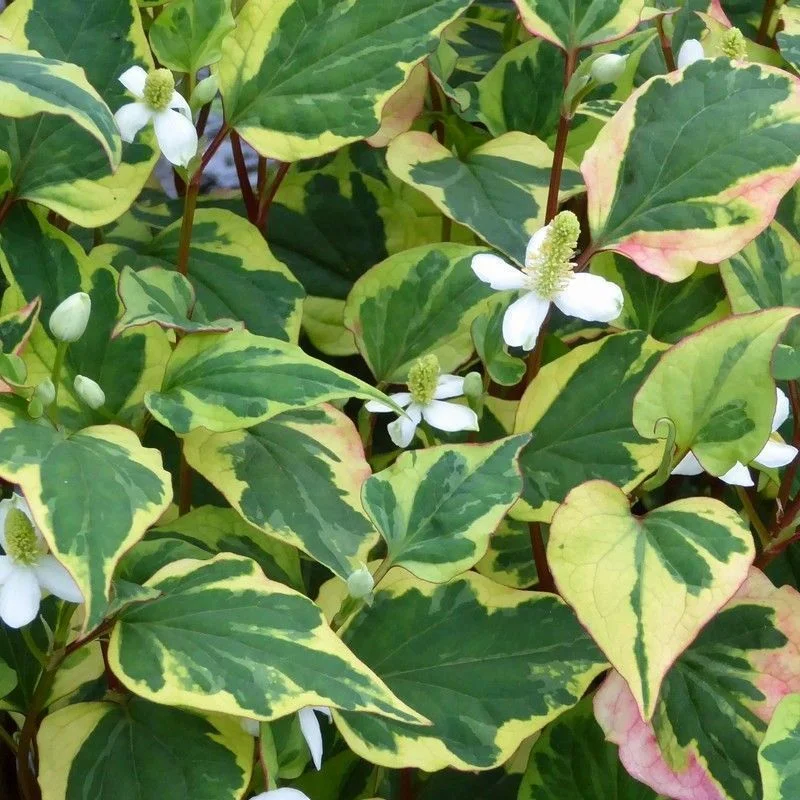 Anglo Aquatics Houttuynia Cordata 'Chameleon' 3 Litre