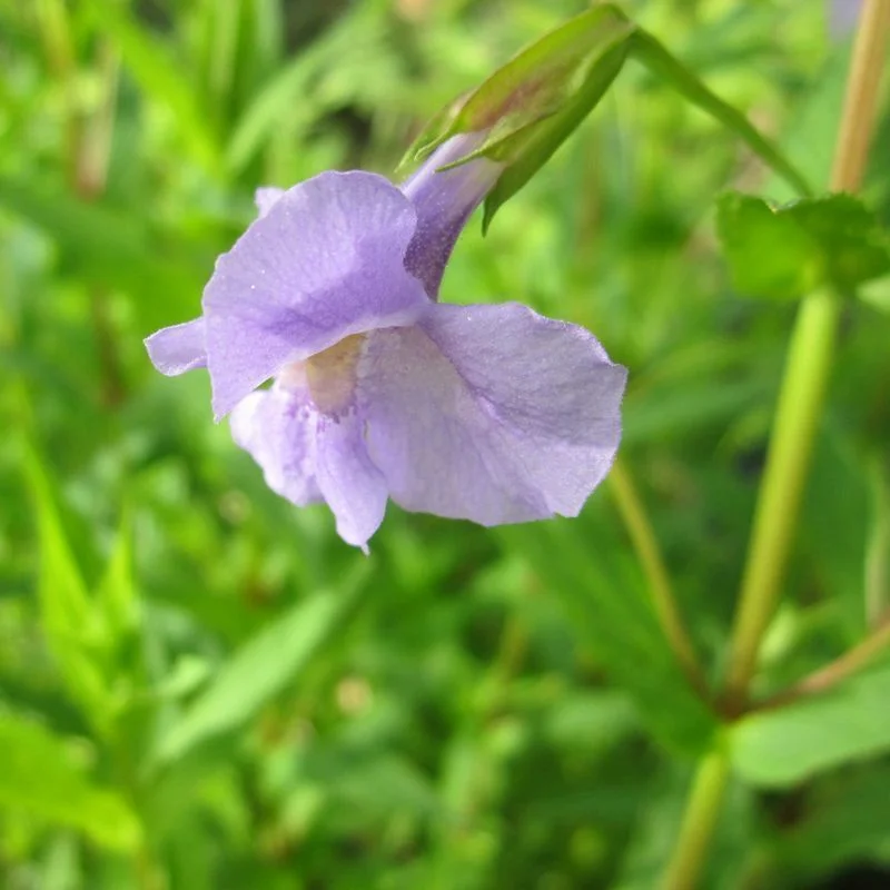 Anglo Aquatics Mimulus Ringens 9cm 3 Pack