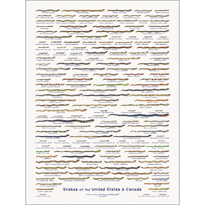 United Snakes of America Print by Rosemary Mosco