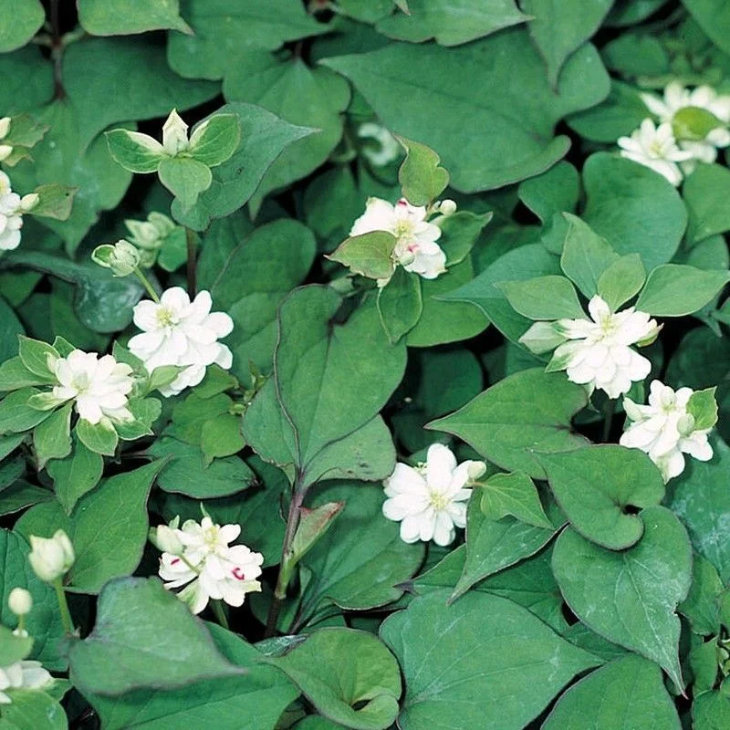 Anglo Aquatics Houttuynia Cordata 'Plena' 9cm 3 Pack