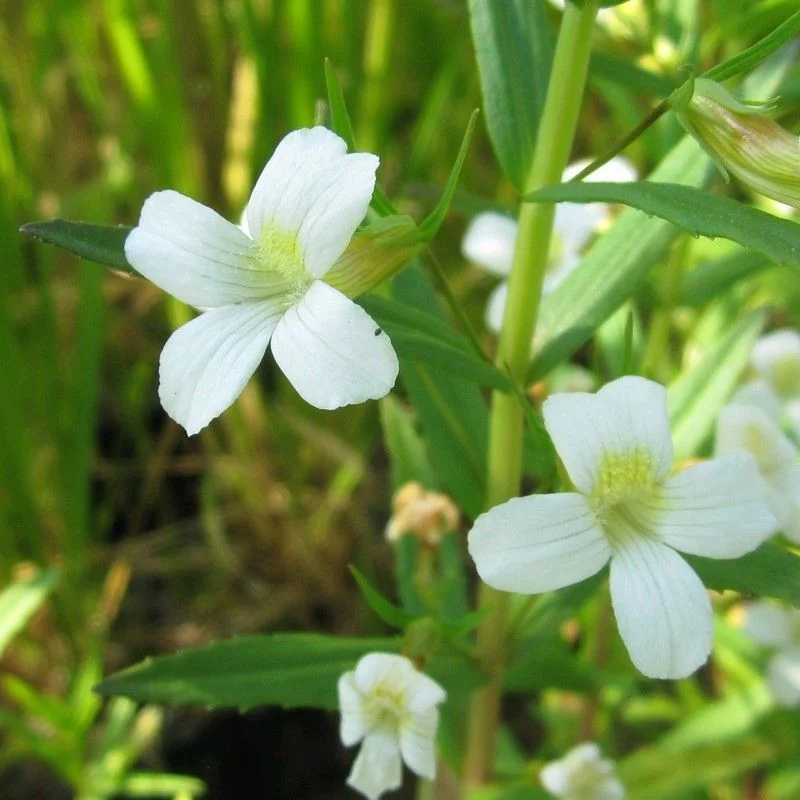 Anglo Aquatics Gratiola Officinalis 9cm 3 Pack